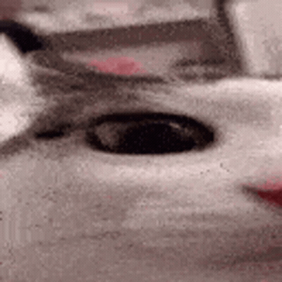 A Close Up Of A Cat 'S Face With Glasses On . GIF