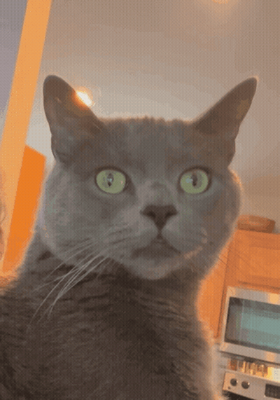 A Close Up Of A Cat 'S Face With Green Eyes GIF