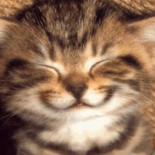 A Close Up Of A Cat 'S Face With Its Eyes Closed And Smiling . GIF