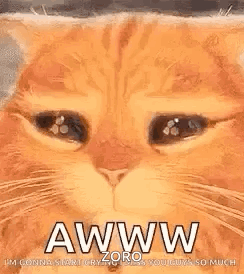 A Close Up Of A Cat 'S Face With Its Eyes Closed And The Words `` Aww '' Written On It . GIF