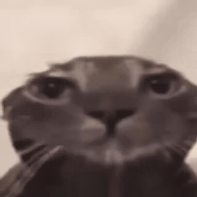 A Close Up Of A Cat 'S Face With Its Eyes Closed . GIF