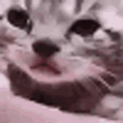 A Close Up Of A Cat 'S Face With Its Eyes Closed . GIF