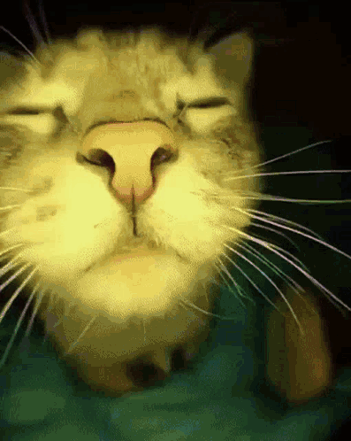 A Close Up Of A Cat 'S Face With Its Eyes Closed . GIF