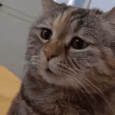 A Close Up Of A Cat 'S Face With Its Eyes Looking At The Camera GIF
