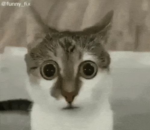 A Close Up Of A Cat 'S Face With Its Eyes Wide Open . GIF