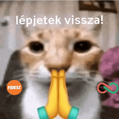 A Close Up Of A Cat 'S Face With Its Hands Folded In Prayer GIF