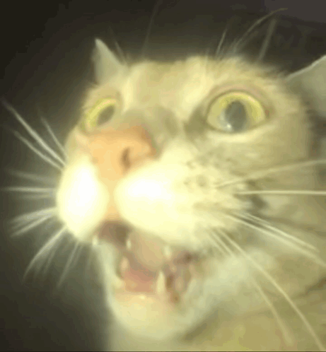 A Close Up Of A Cat 'S Face With Its Mouth Open GIF