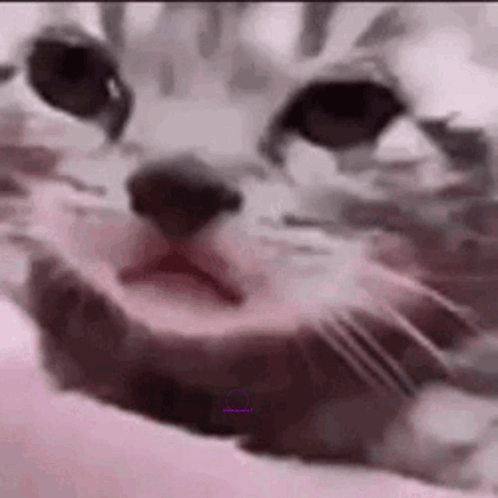A Close Up Of A Cat 'S Face With Its Mouth Open And Looking At The Camera . GIF