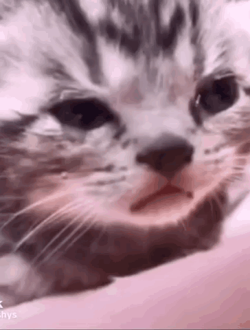 A Close Up Of A Cat 'S Face With Its Mouth Open And Looking At The Camera . GIF