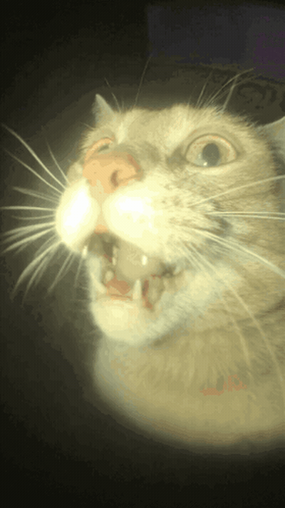 A Close Up Of A Cat 'S Face With Its Mouth Open And Teeth Showing GIF