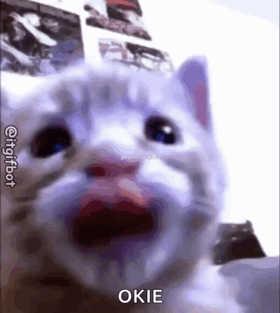 A Close Up Of A Cat 'S Face With Its Mouth Open And The Word Okie On It . GIF