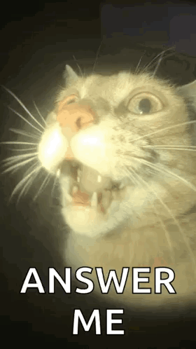 A Close Up Of A Cat 'S Face With Its Mouth Open And The Words `` Answer Me '' Written Below It . GIF