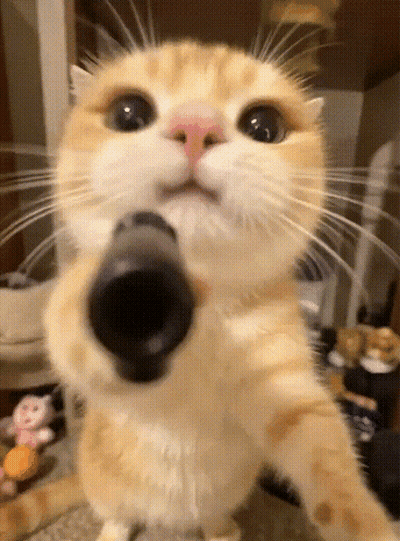 A Close Up Of A Cat 'S Face With Its Mouth Open GIF