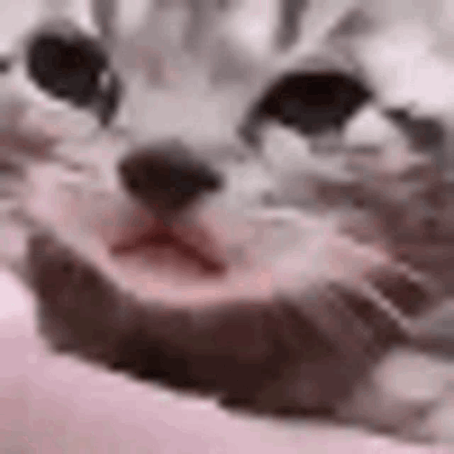 A Close Up Of A Cat 'S Face With Its Mouth Open . GIF
