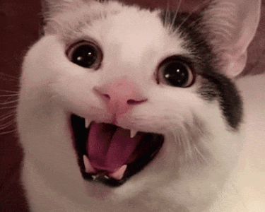 A Close Up Of A Cat 'S Face With Its Mouth Open GIF