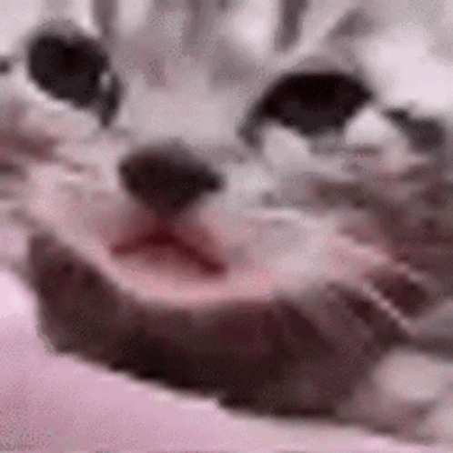 A Close Up Of A Cat 'S Face With Its Mouth Open On A Pink Background . GIF
