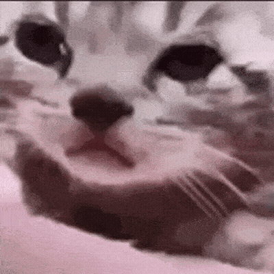 A Close Up Of A Cat 'S Face With Its Mouth Open On A Pink Background . GIF