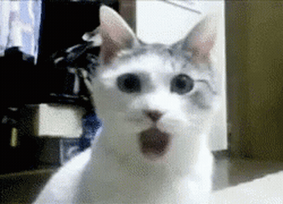 A Close Up Of A Cat 'S Face With Its Mouth Open GIF