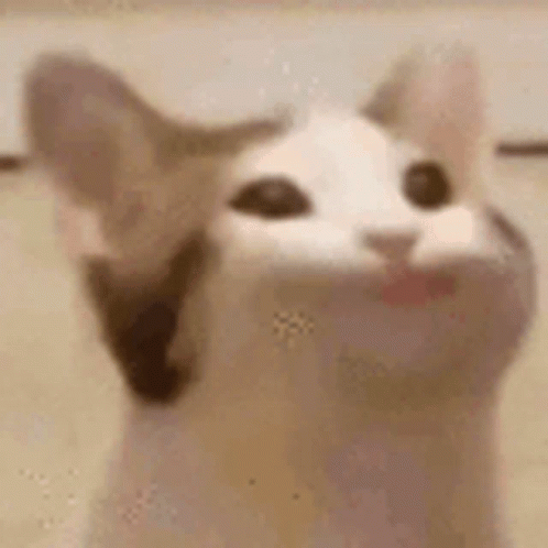 A Close Up Of A Cat 'S Face With Its Mouth Open . GIF
