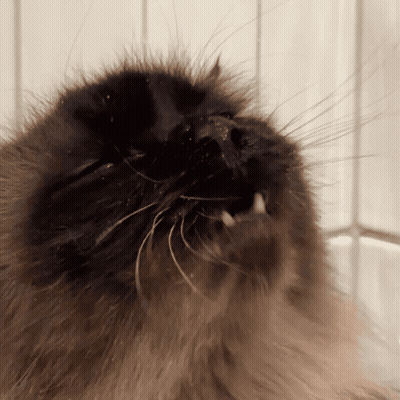 A Close Up Of A Cat 'S Face With Its Mouth Wide Open GIF
