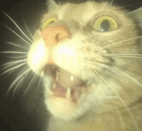 A Close Up Of A Cat 'S Face With Its Mouth Wide Open GIF