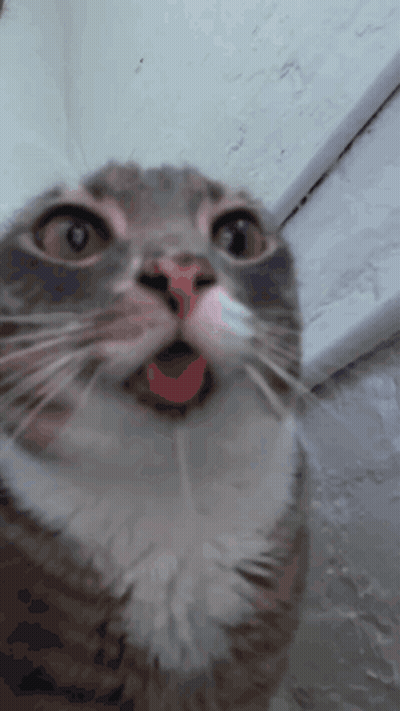 A Close Up Of A Cat 'S Face With Its Mouth Wide Open GIF