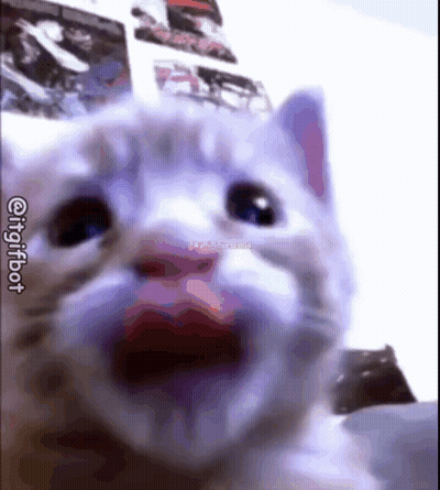A Close Up Of A Cat 'S Face With Its Mouth Wide Open . GIF