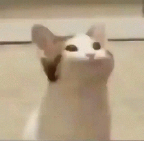 A Close Up Of A Cat 'S Face With Its Mouth Wide Open . GIF