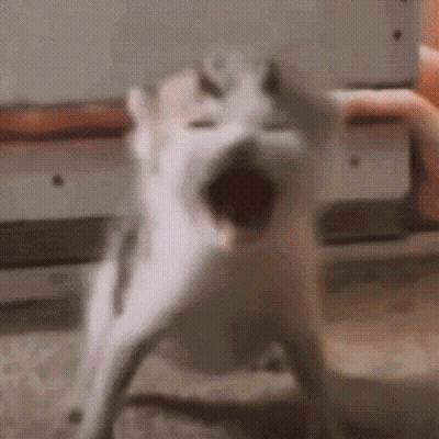 A Close Up Of A Cat 'S Face With Its Mouth Wide Open . GIF
