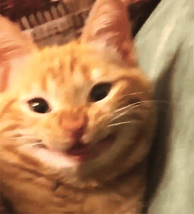 A Close Up Of A Cat 'S Face With Its Tongue Out GIF