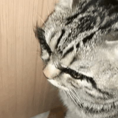 A Close Up Of A Cat 'S Face With Its Tongue Out . GIF