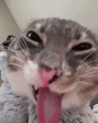 A Close Up Of A Cat 'S Face With Its Tongue Out GIF