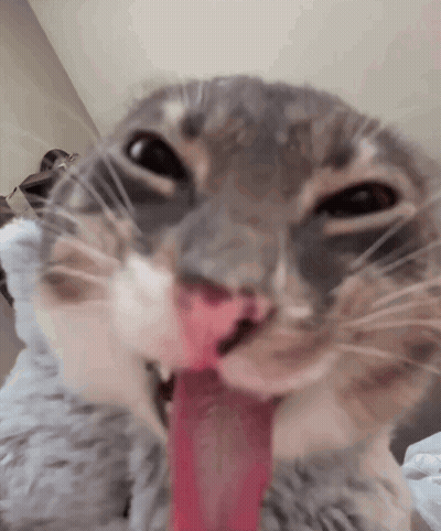 A Close Up Of A Cat 'S Face With Its Tongue Out GIF