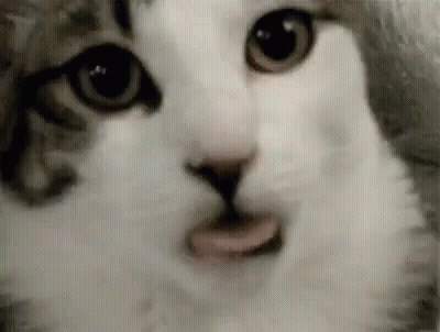 A Close Up Of A Cat 'S Face With Its Tongue Sticking Out And Looking At The Camera . GIF