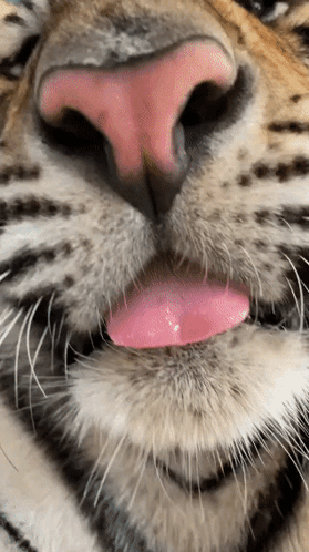 A Close Up Of A Cat 'S Face With Its Tongue Sticking Out GIF