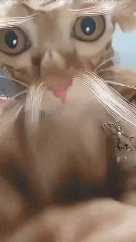 A Close Up Of A Cat 'S Face With Its Tongue Sticking Out GIF