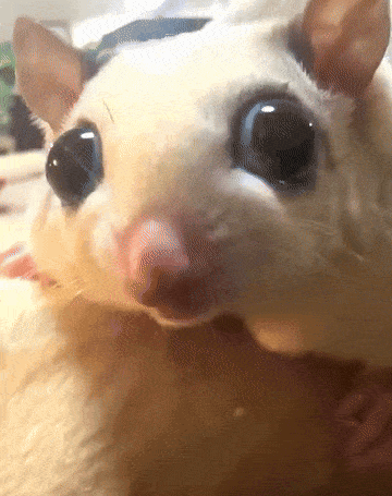 A Close Up Of A Cat 'S Face With Large Eyes GIF