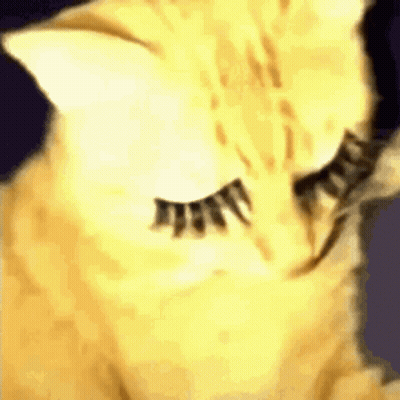 A Close Up Of A Cat 'S Face With Long Eyelashes . GIF