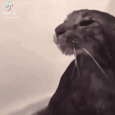 A Close Up Of A Cat 'S Face With Long Whiskers . GIF