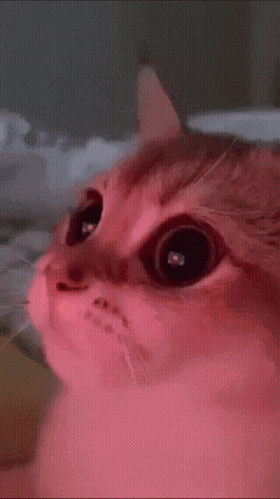A Close Up Of A Cat 'S Face With Pink Eyes GIF
