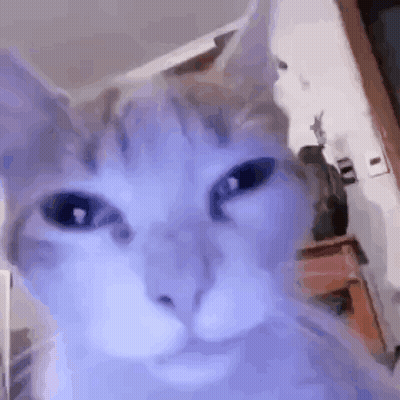 A Close Up Of A Cat 'S Face With Purple Eyes And A Purple Background . GIF