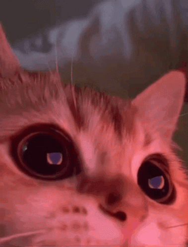A Close Up Of A Cat 'S Face With Red Eyes . GIF