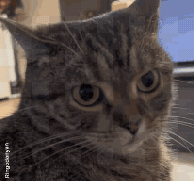 A Close Up Of A Cat 'S Face With Ringodernya.com In The Bottom Right Corner GIF