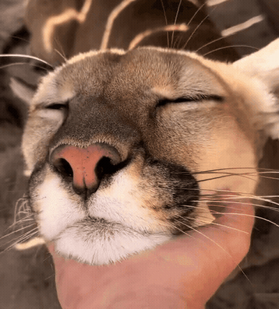 A Close Up Of A Cat 'S Face With The Eyes Closed GIF