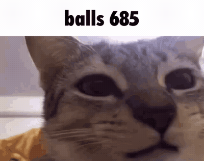 A Close Up Of A Cat 'S Face With The Text Balls 685 Above It GIF