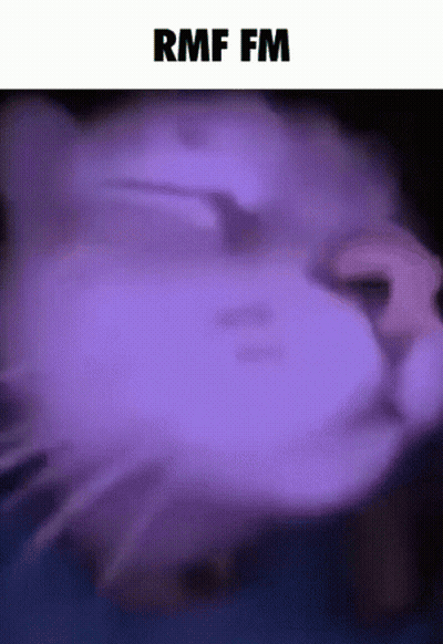 A Close Up Of A Cat 'S Face With The Text Rmf Fm Above It GIF