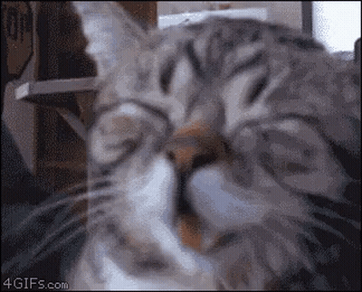 A Close Up Of A Cat 'S Face With The Website 4Gifs.com In The Lower Right Corner GIF