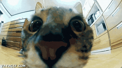 A Close Up Of A Cat 'S Face With The Website Vayagif.com Visible GIF