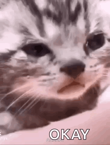 A Close Up Of A Cat 'S Face With The Word Okay Written On It . GIF