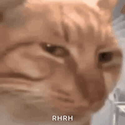 A Close Up Of A Cat 'S Face With The Word Rhrh Written On It . GIF